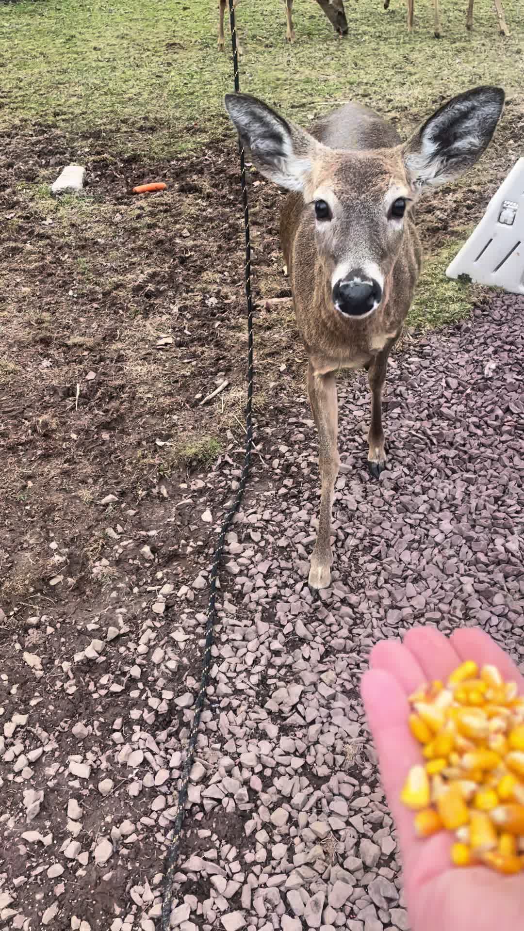 @Anita 🦌🌳