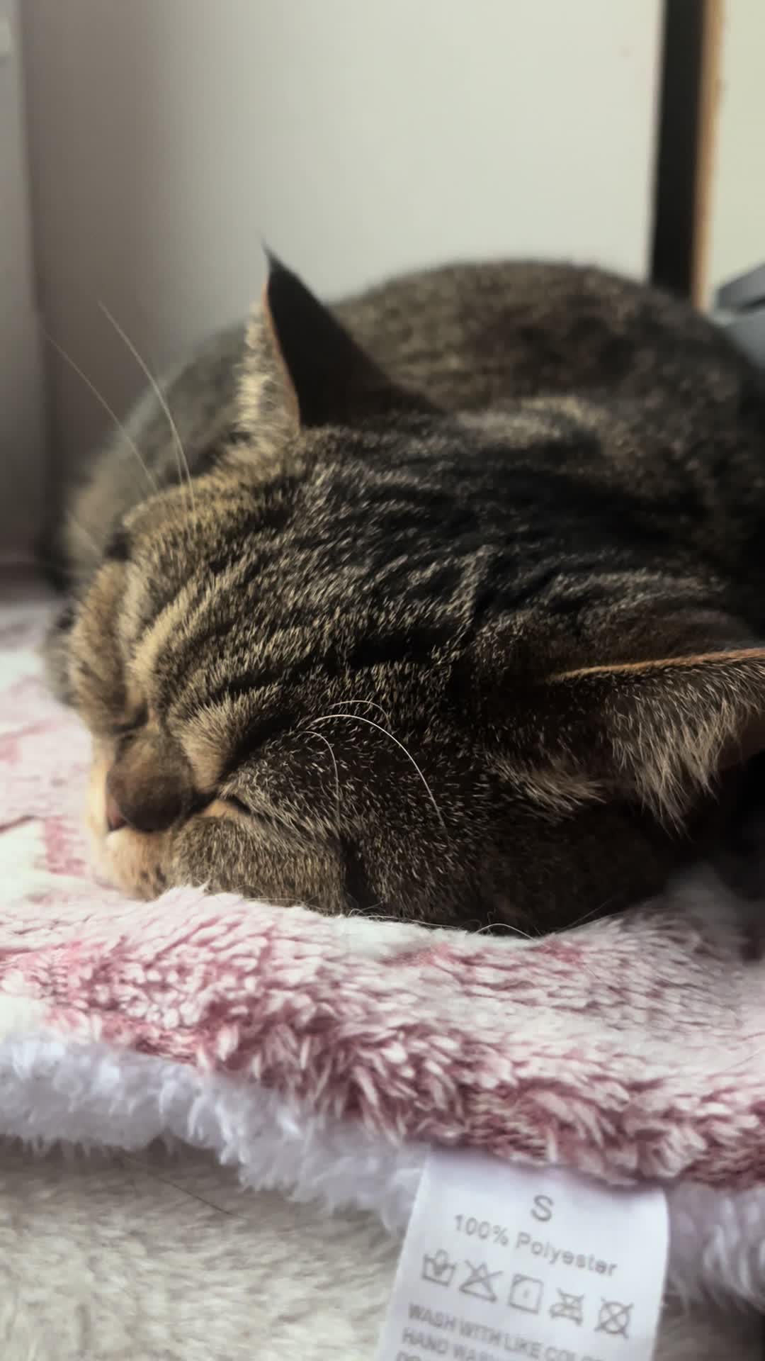 @Sonja_Kitty-Cat