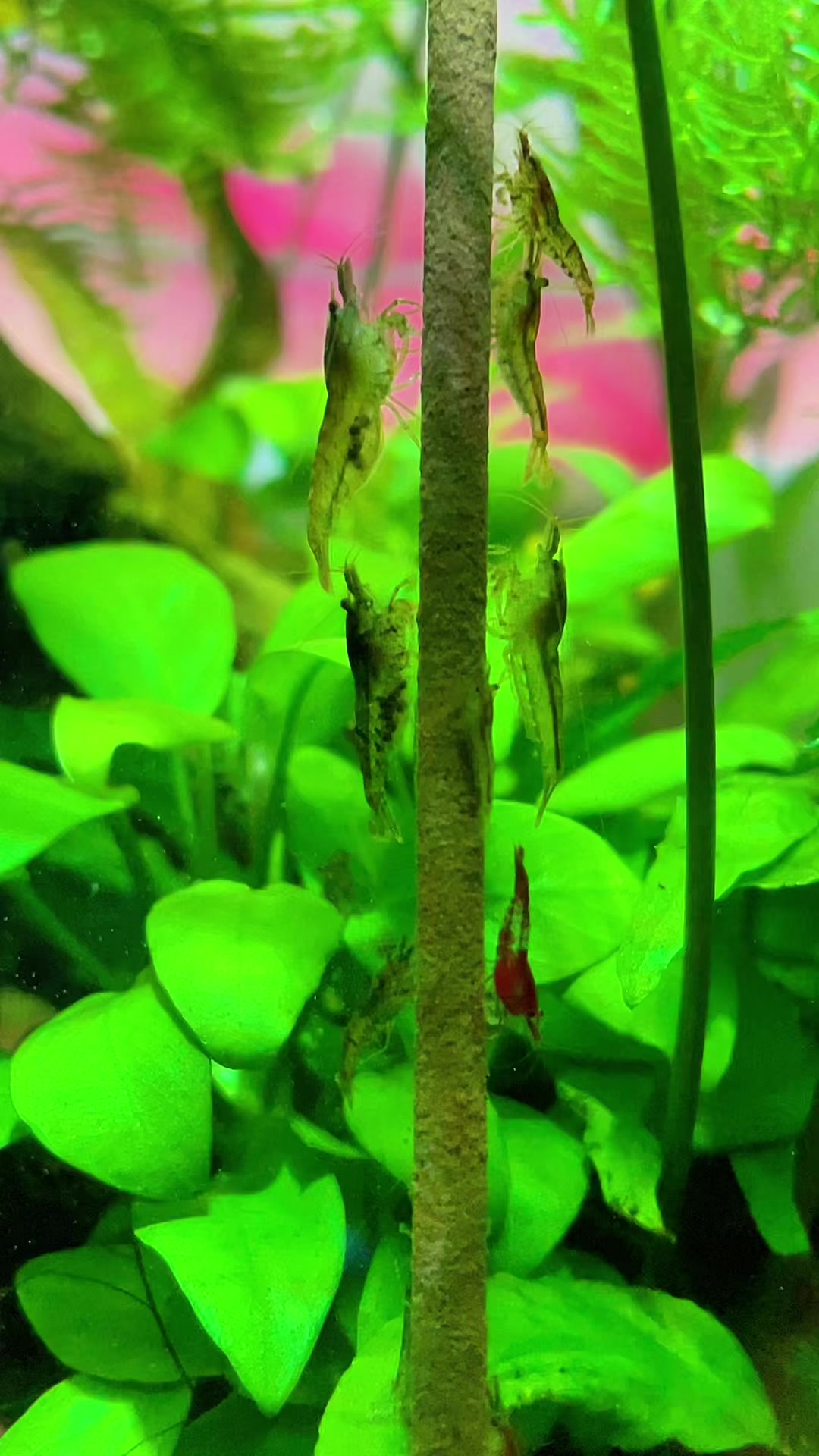 @fishygator