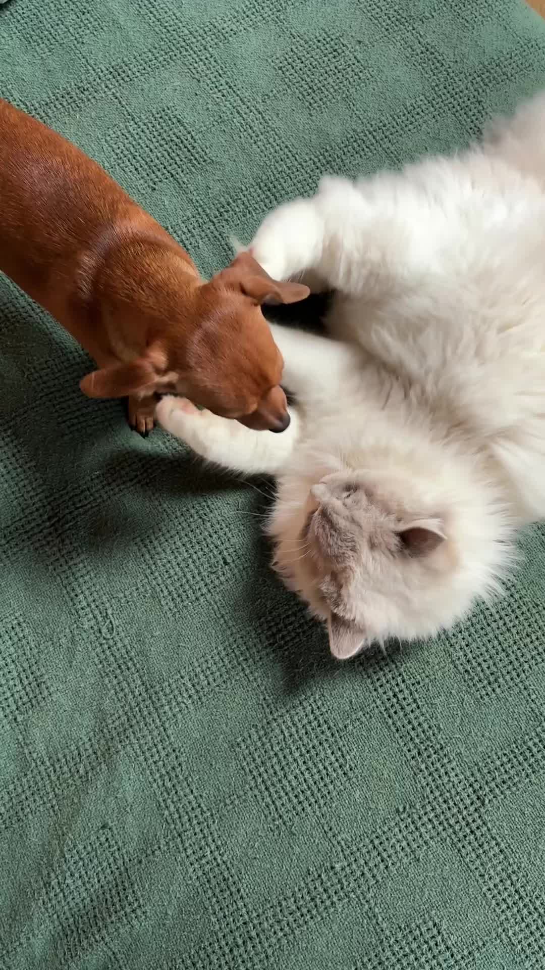 @sunshineragdolls