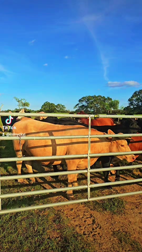 @M.I. CATTLE CO.