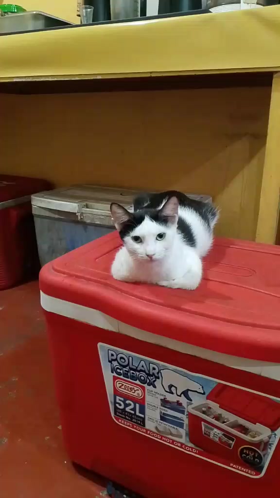 @sny meow🐈