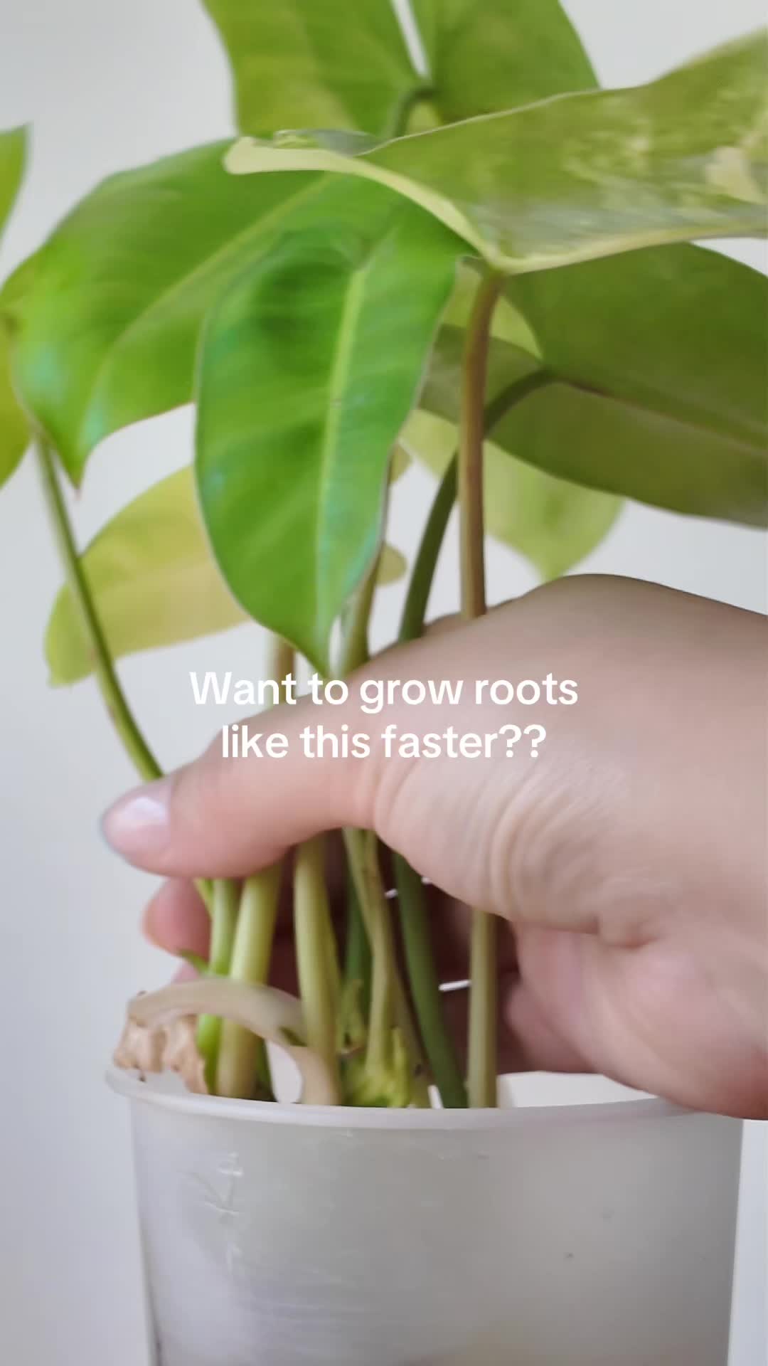 @Erin | Plants + Lifestyle
