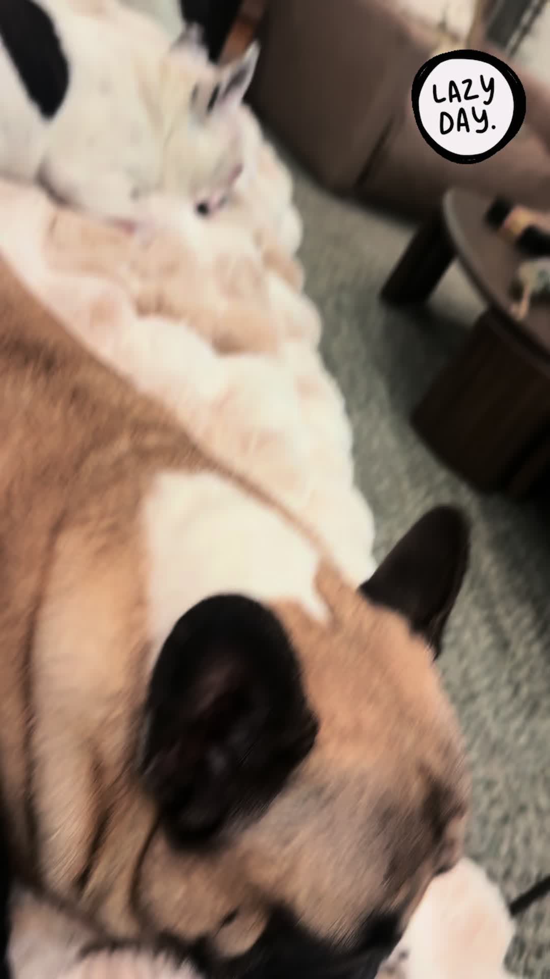 @🐇