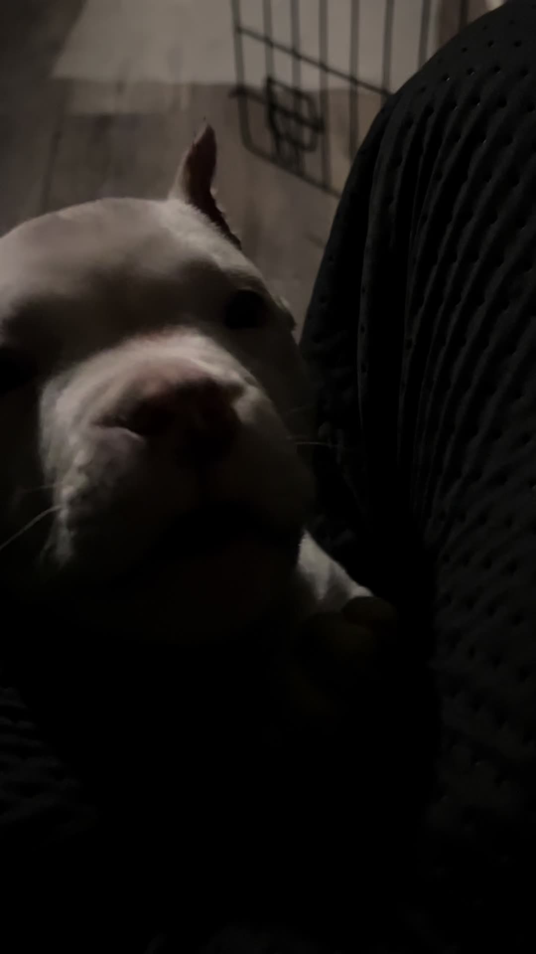 @kingsbullys