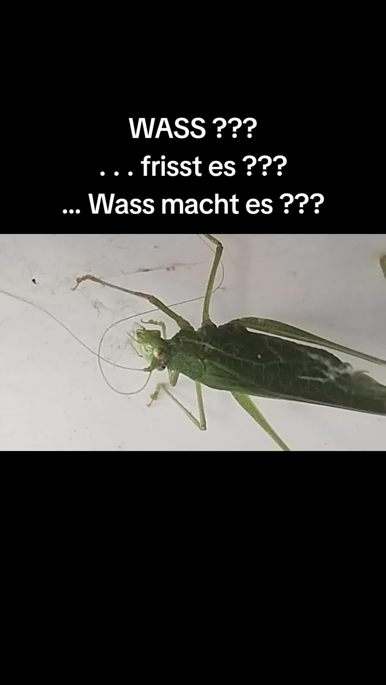 @StefanX.