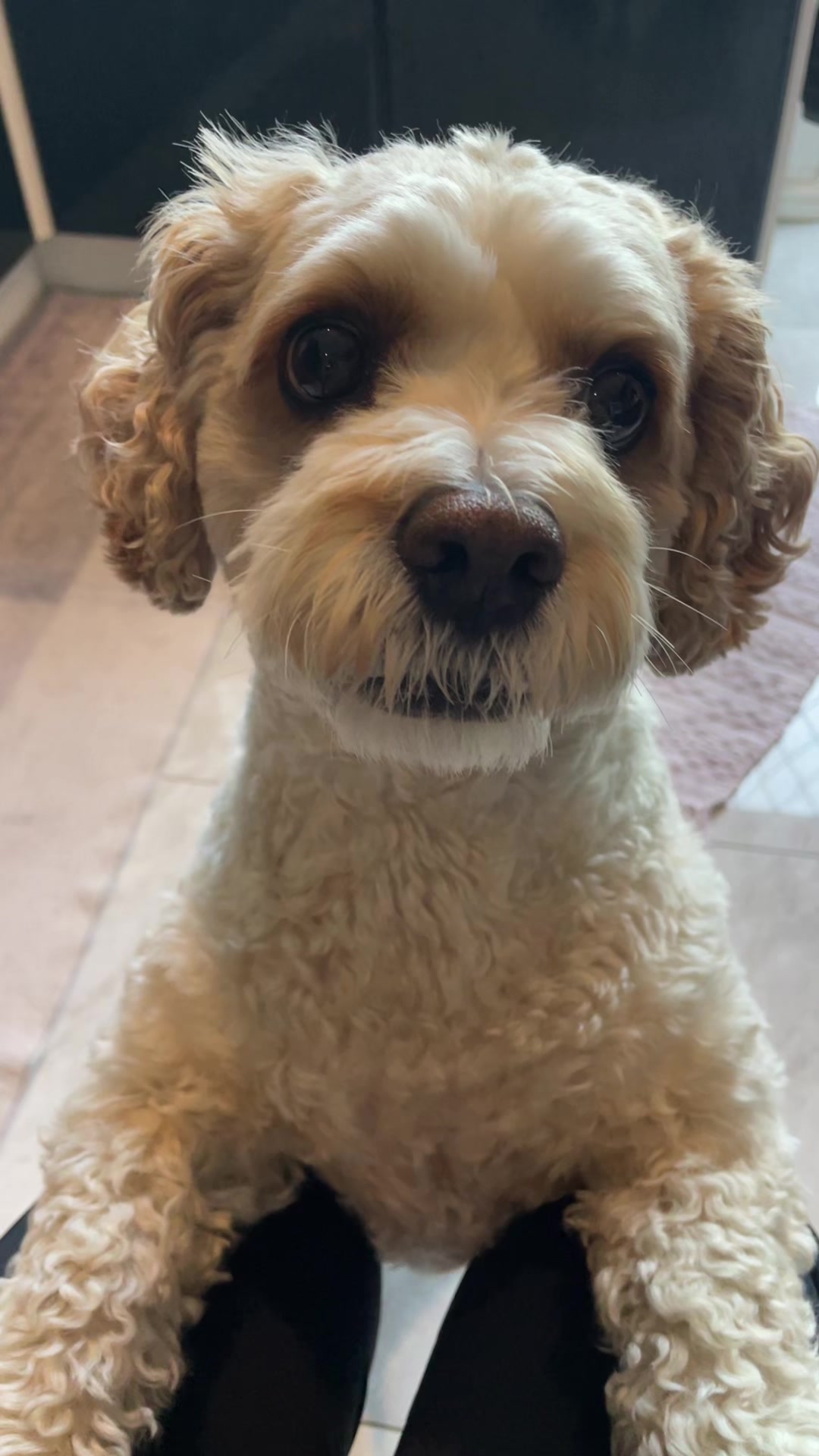 @My Cavachon