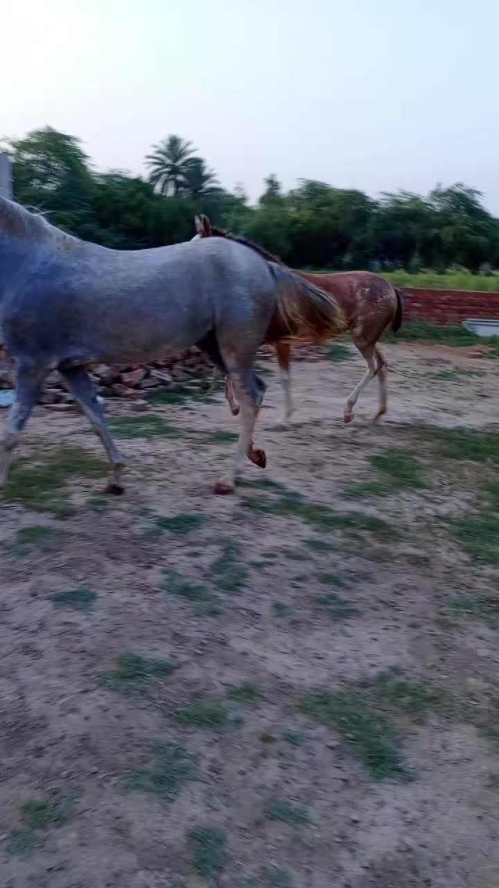 @@𝙂𝙍 𝙃𝙤𝙧𝙨𝙚 𝙁𝙖𝙧𝙢 🐴