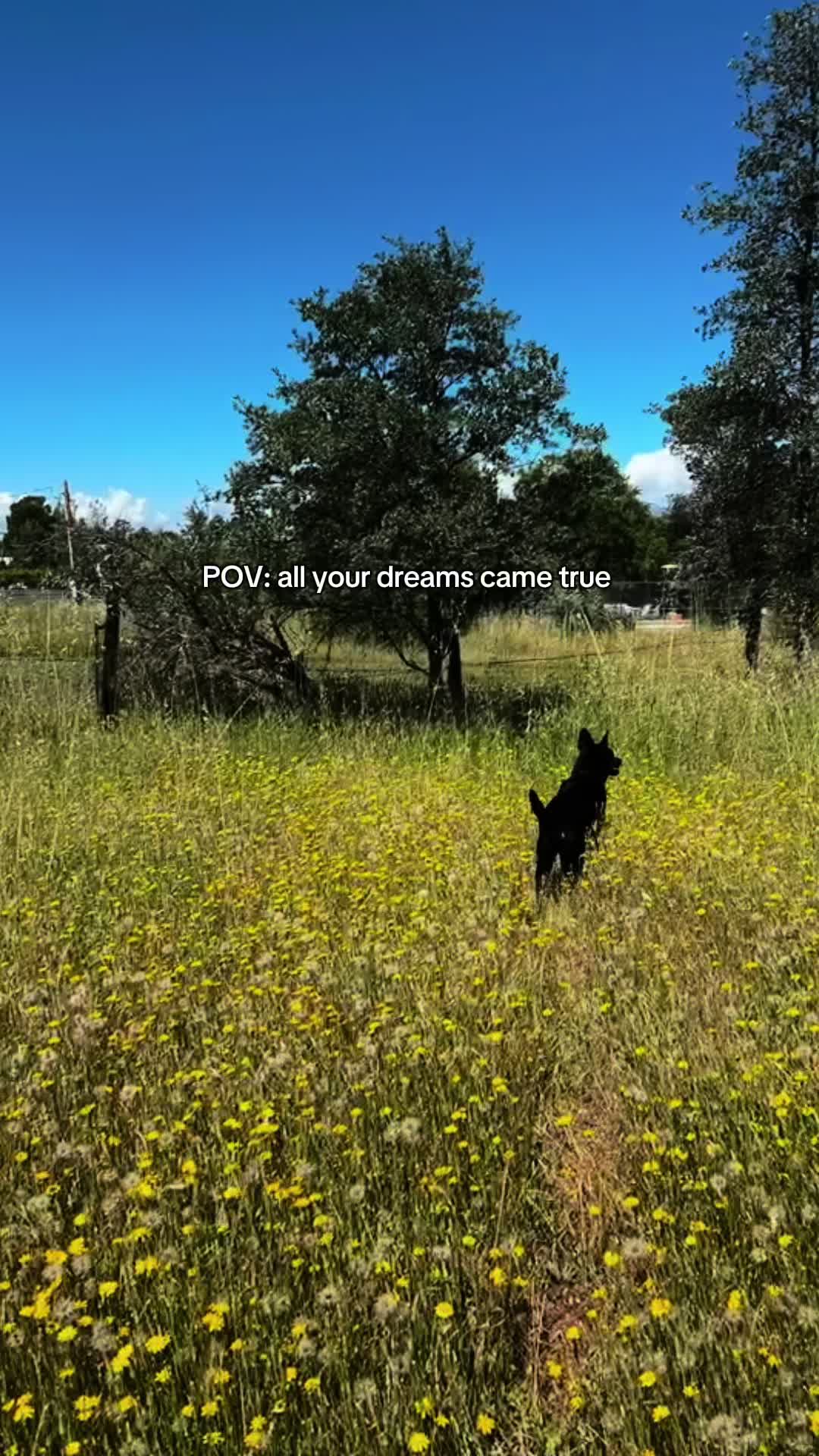 @lex 🐺⛓️