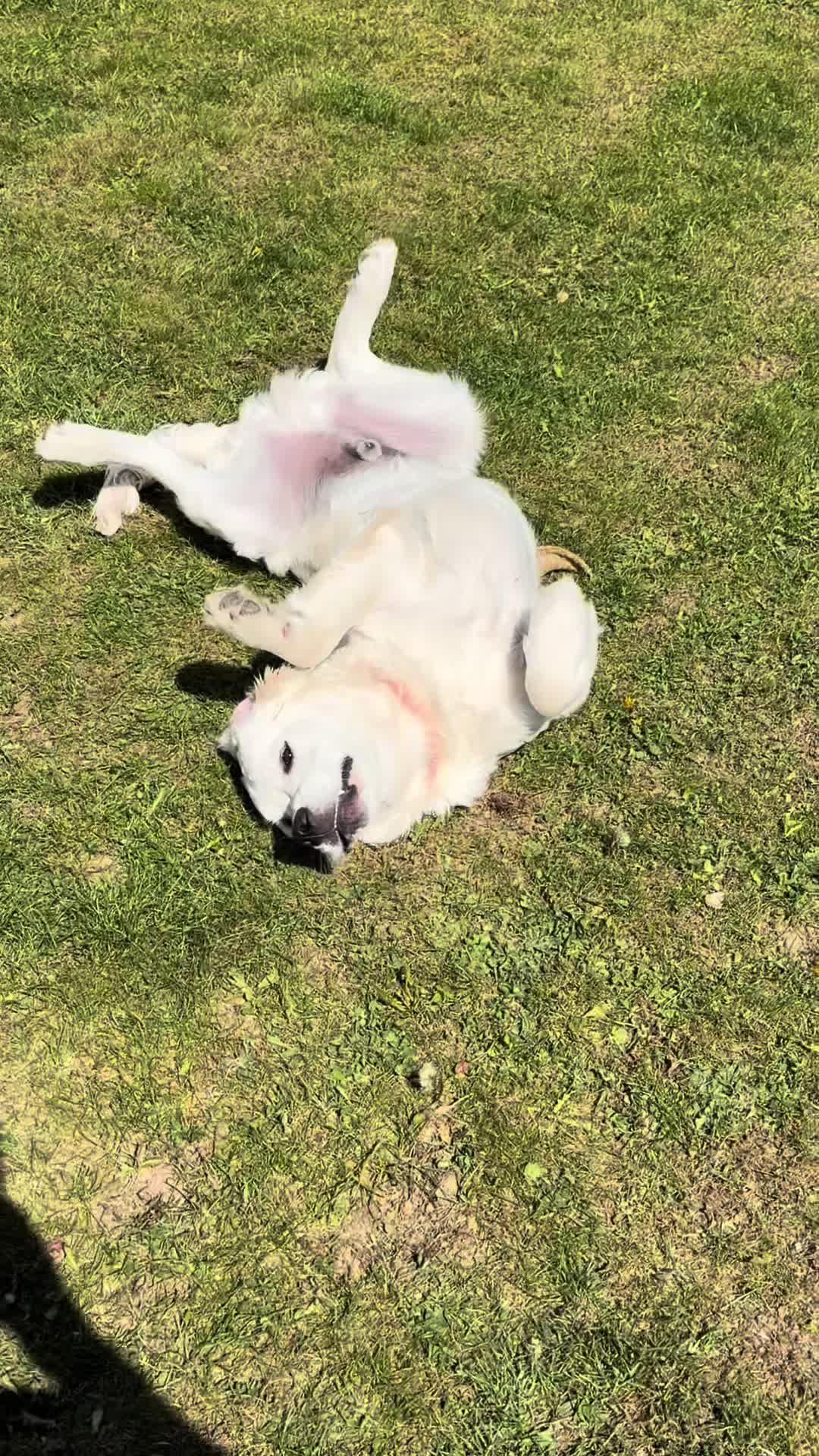 @Hiro 🐶
