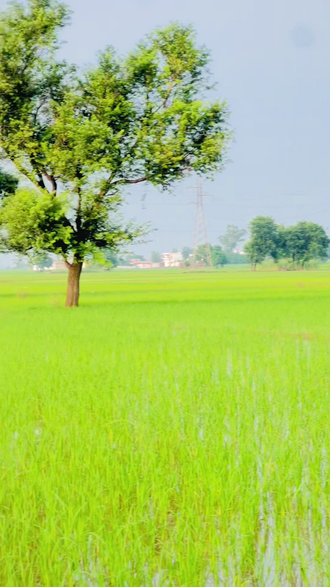@Rana_shahid07