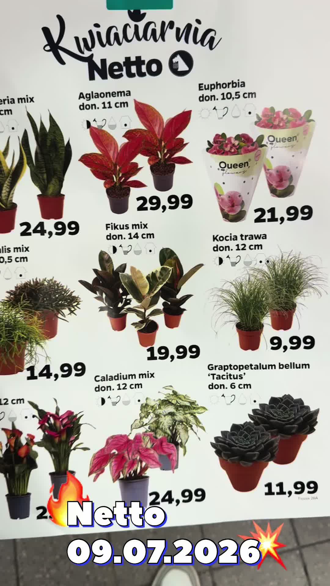 @maciej.plants