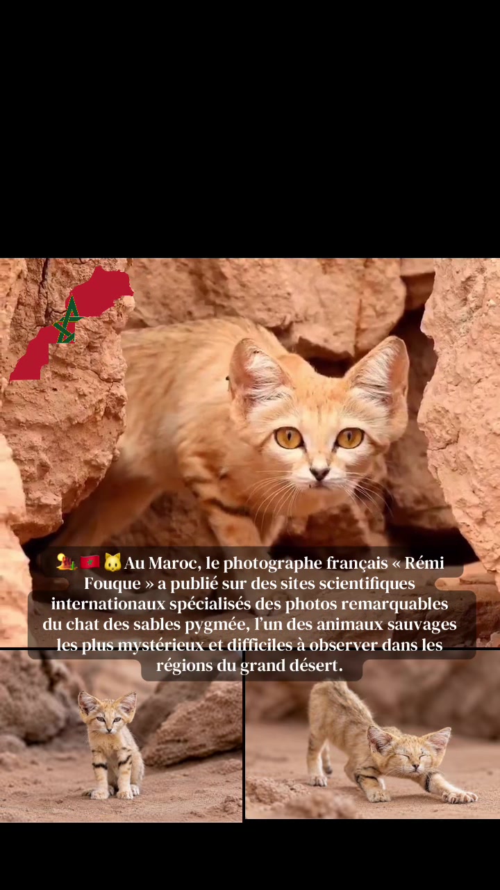 @Moorishrif 🇲🇦🥷🏻⭐️⭐️