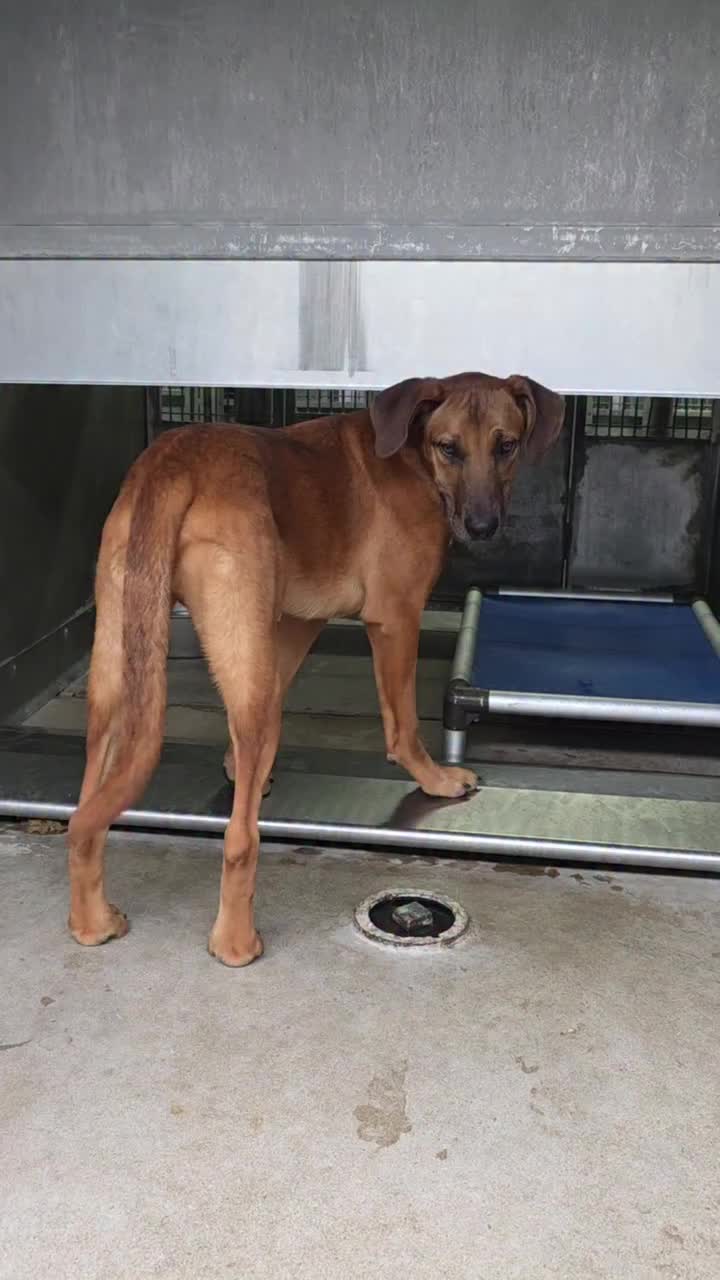 @Cane Corsos