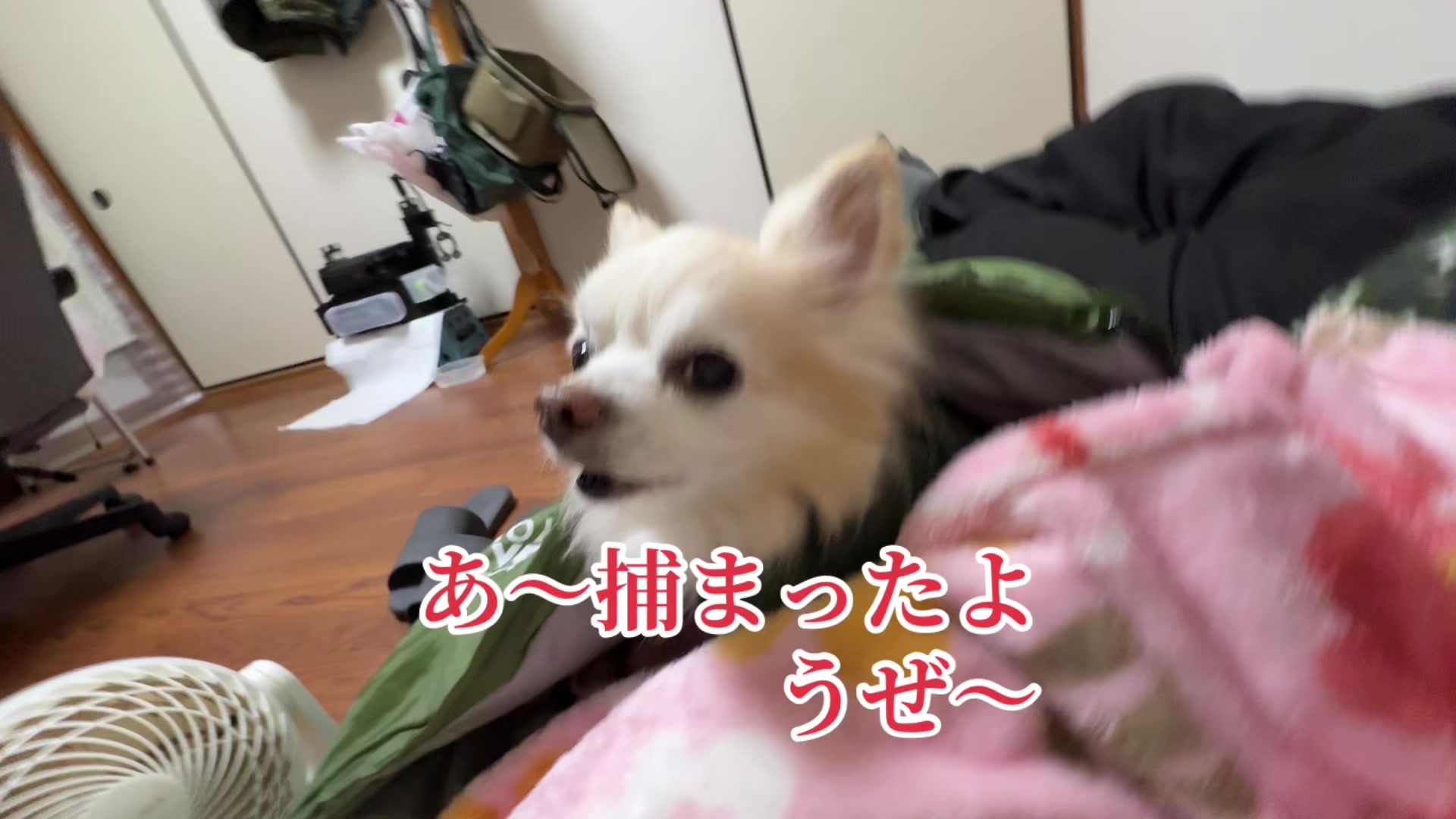 @࿗༺ 𝓚𝓪𝓽𝓾𝔂𝓪  ༻࿘