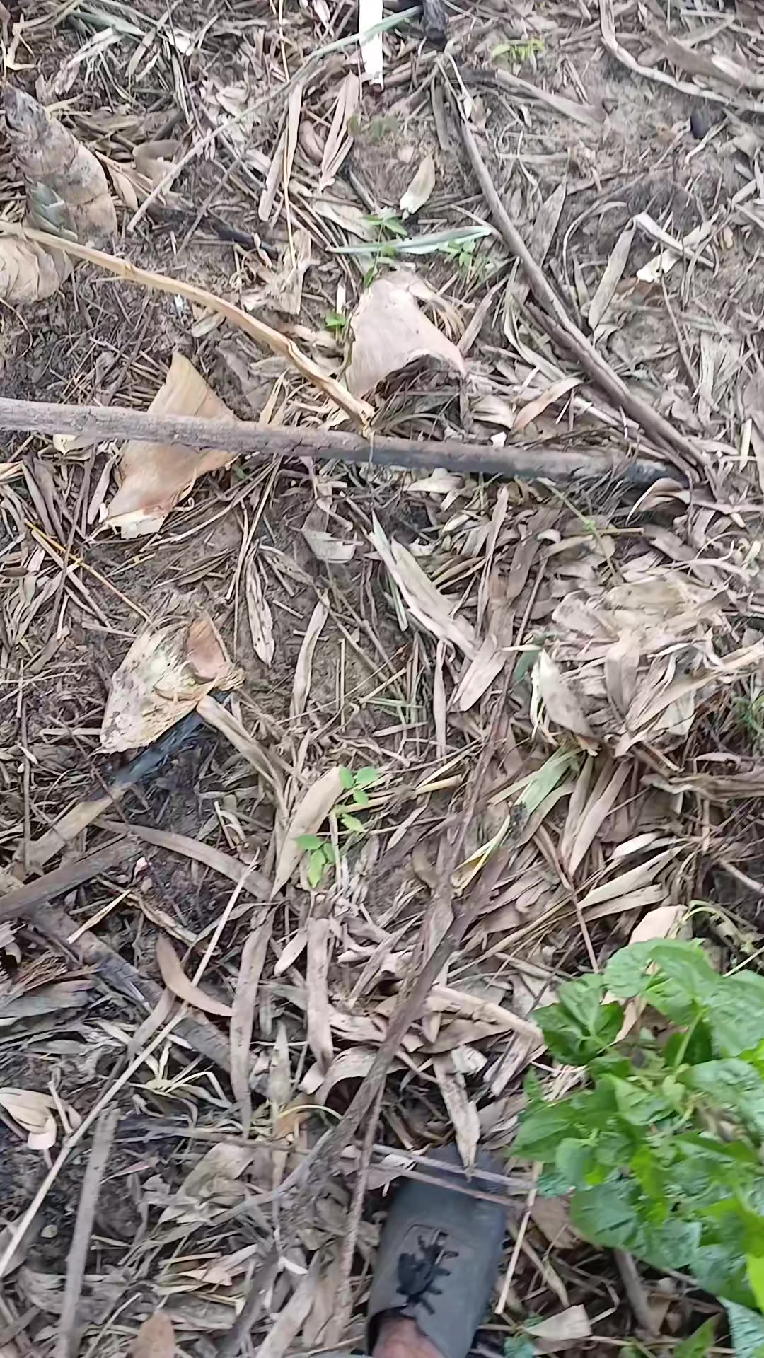 @น้อย ฉายอรุณ