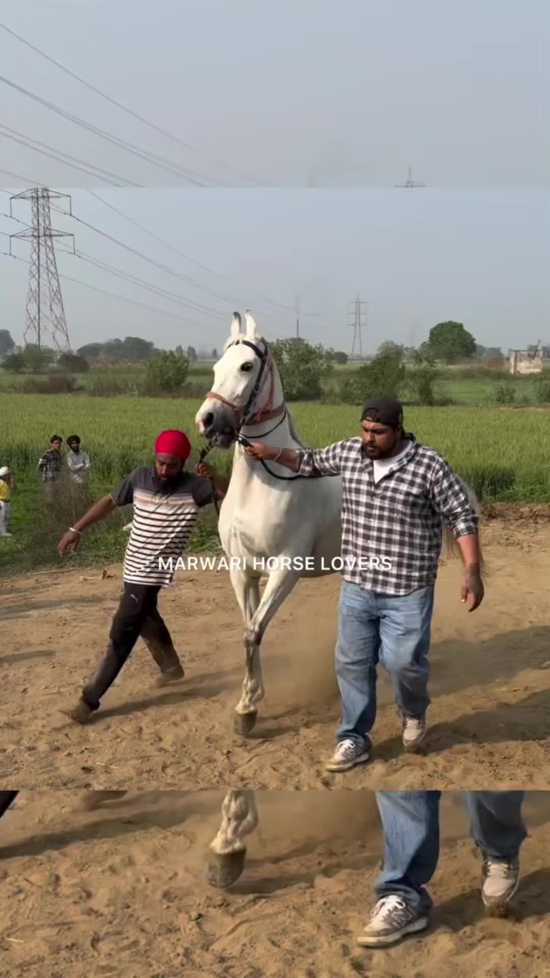 @🏇 MARWARI HORSE RACING 🏇