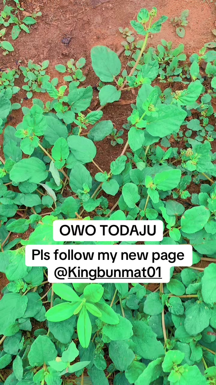 @kingbunmat