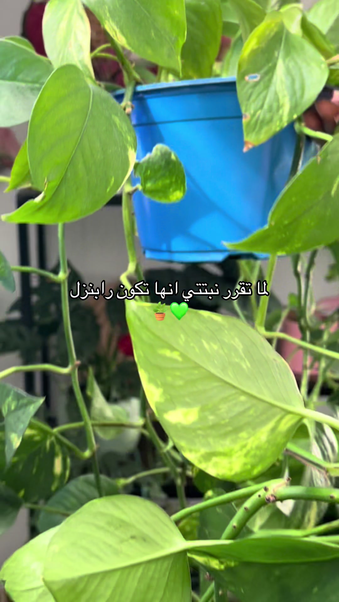 @|١٤١٤ه الَبتُــــــــــولْ