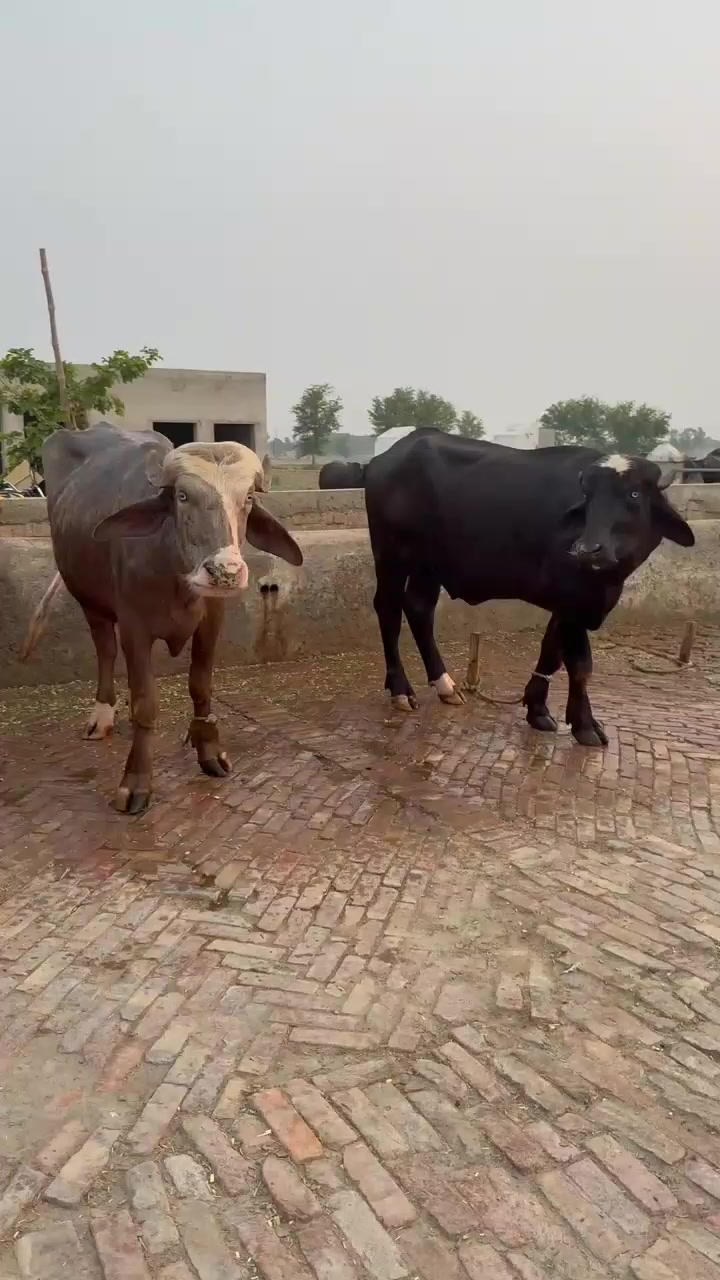 @GUJJAR DAIRY FARM
