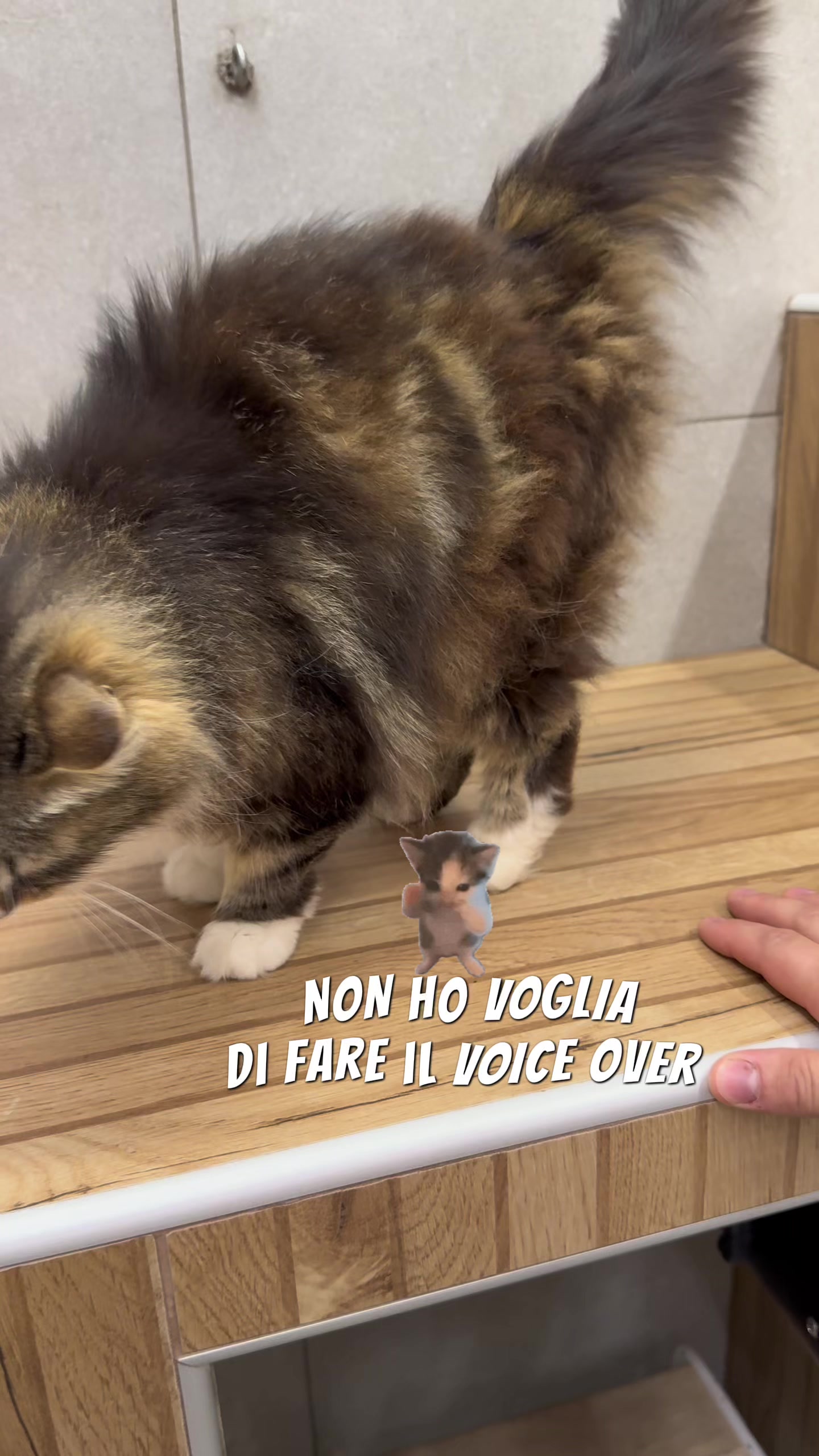 @Palle di pelo - Toelettatura