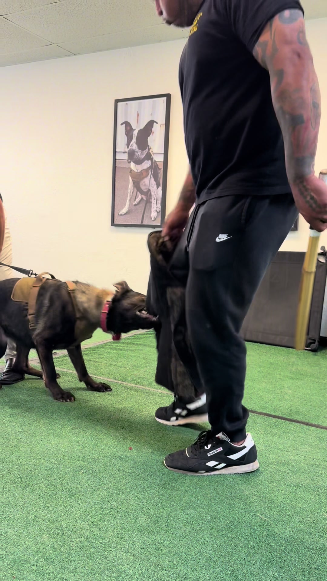 @Tactical K9s Dog Training