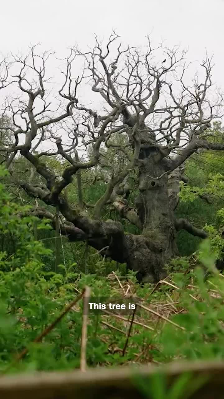 @Trifoliumgirl