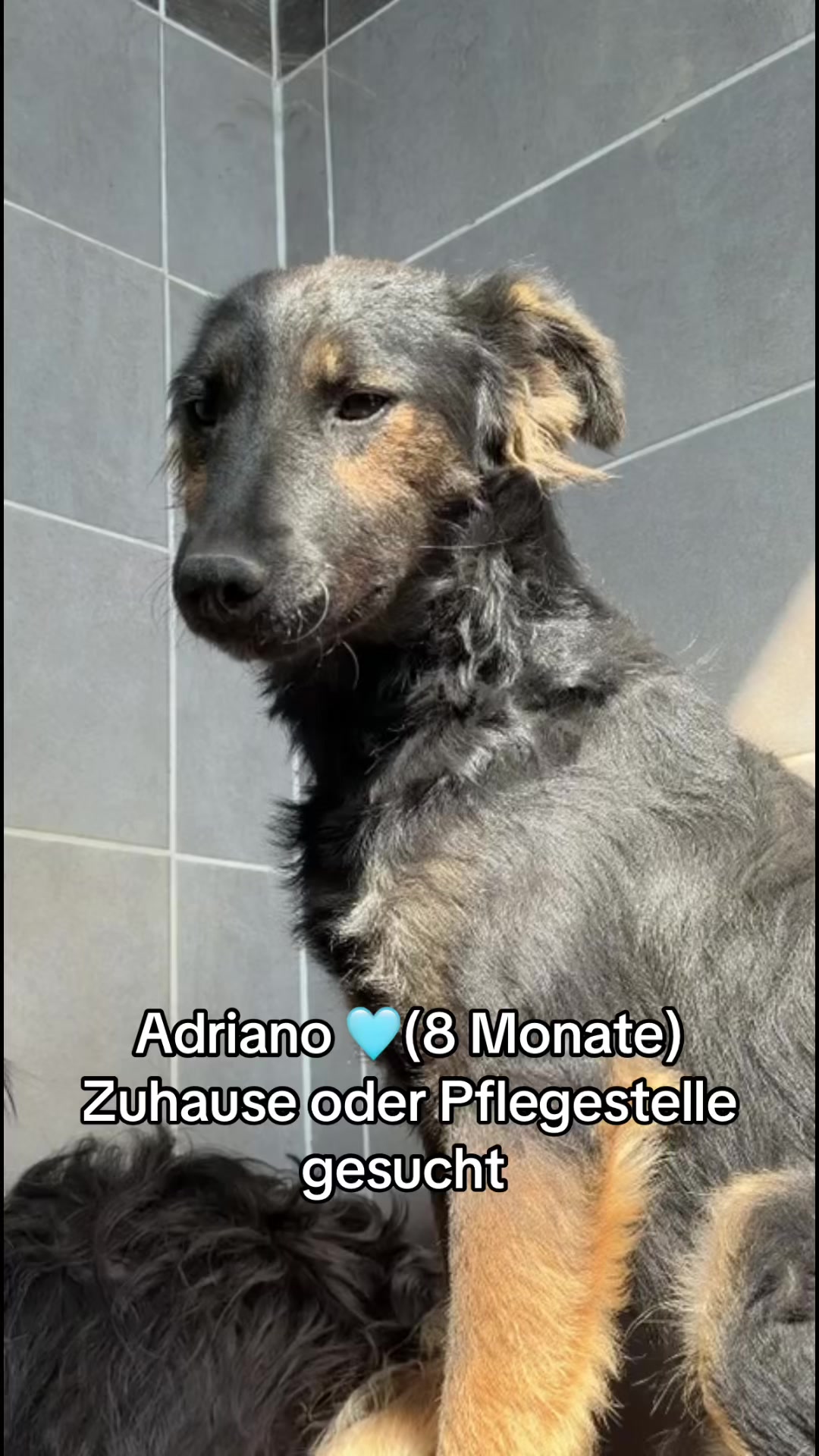 @Ankerhunde e.V.