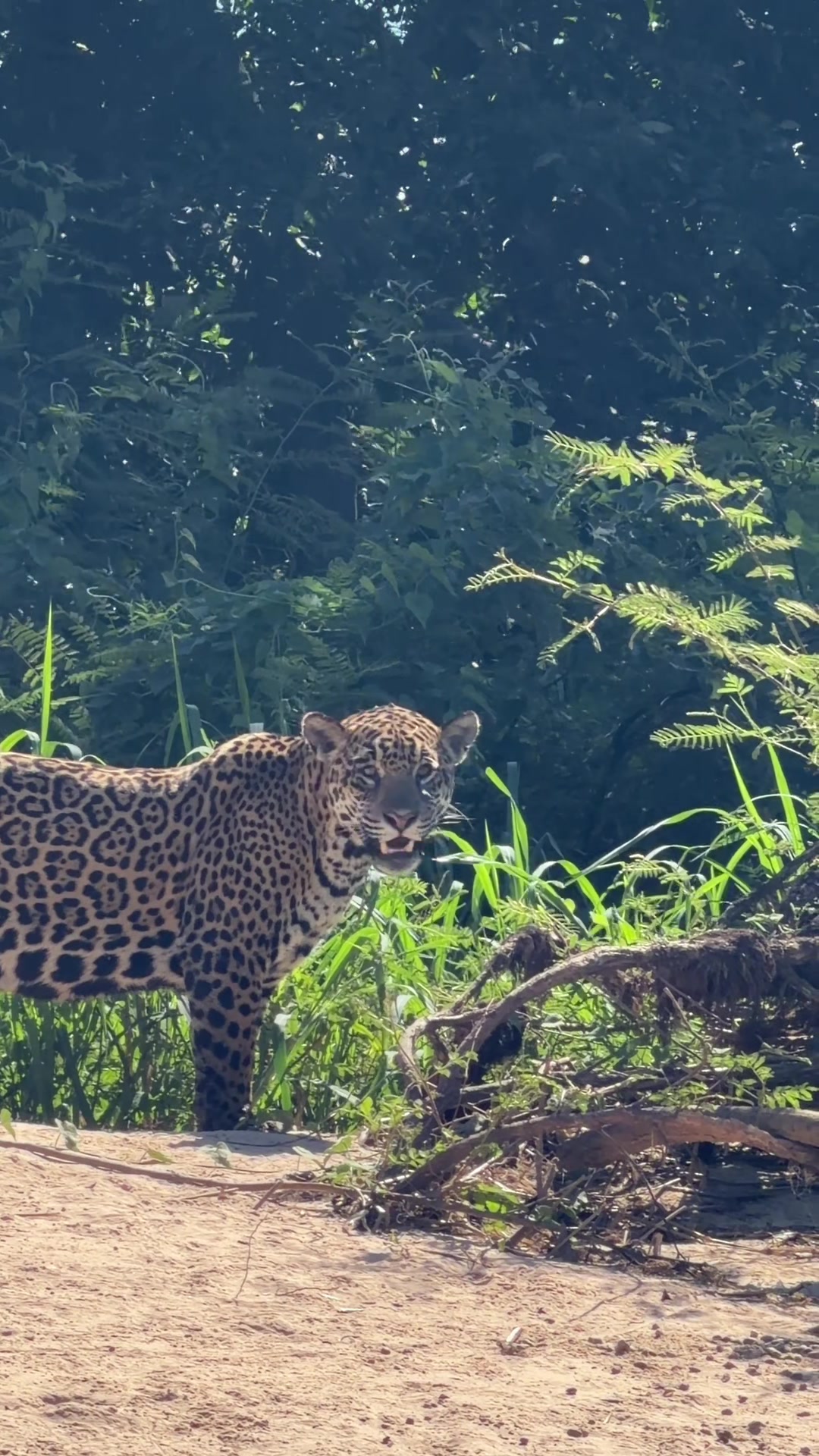 @Pantanal Brazil Safaris