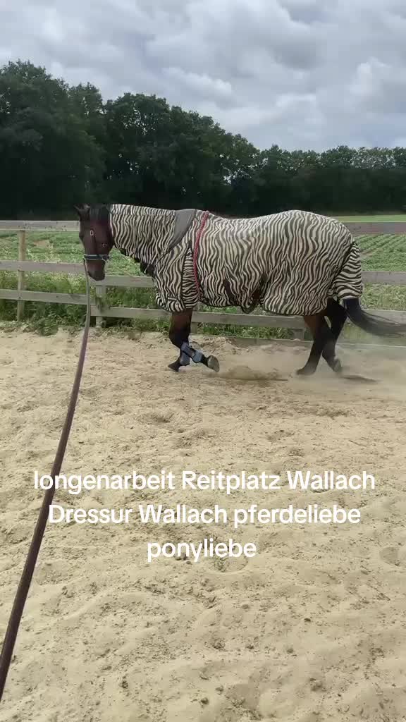 @Steffis_horse_world