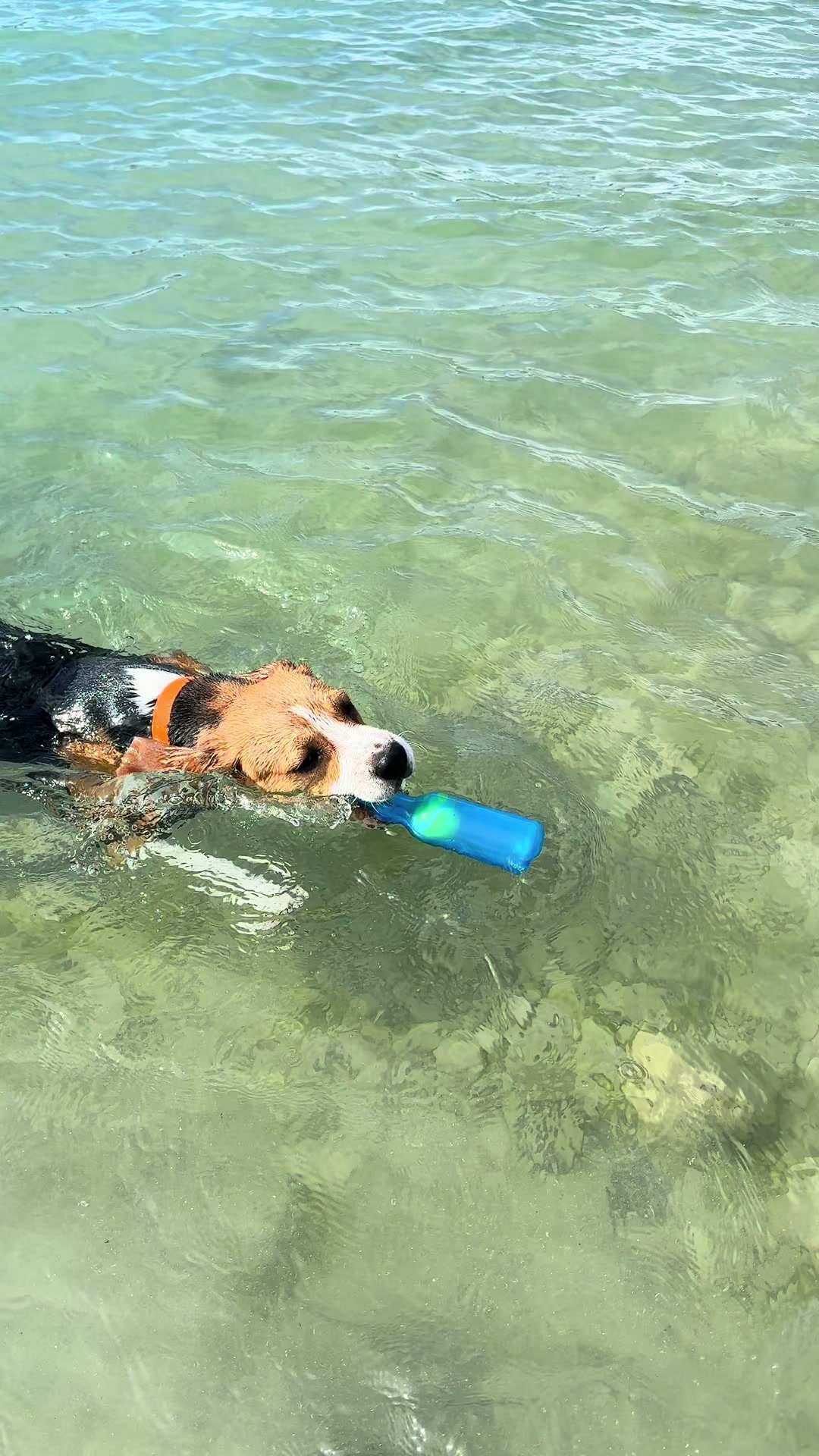 @Asko le Beagle💙