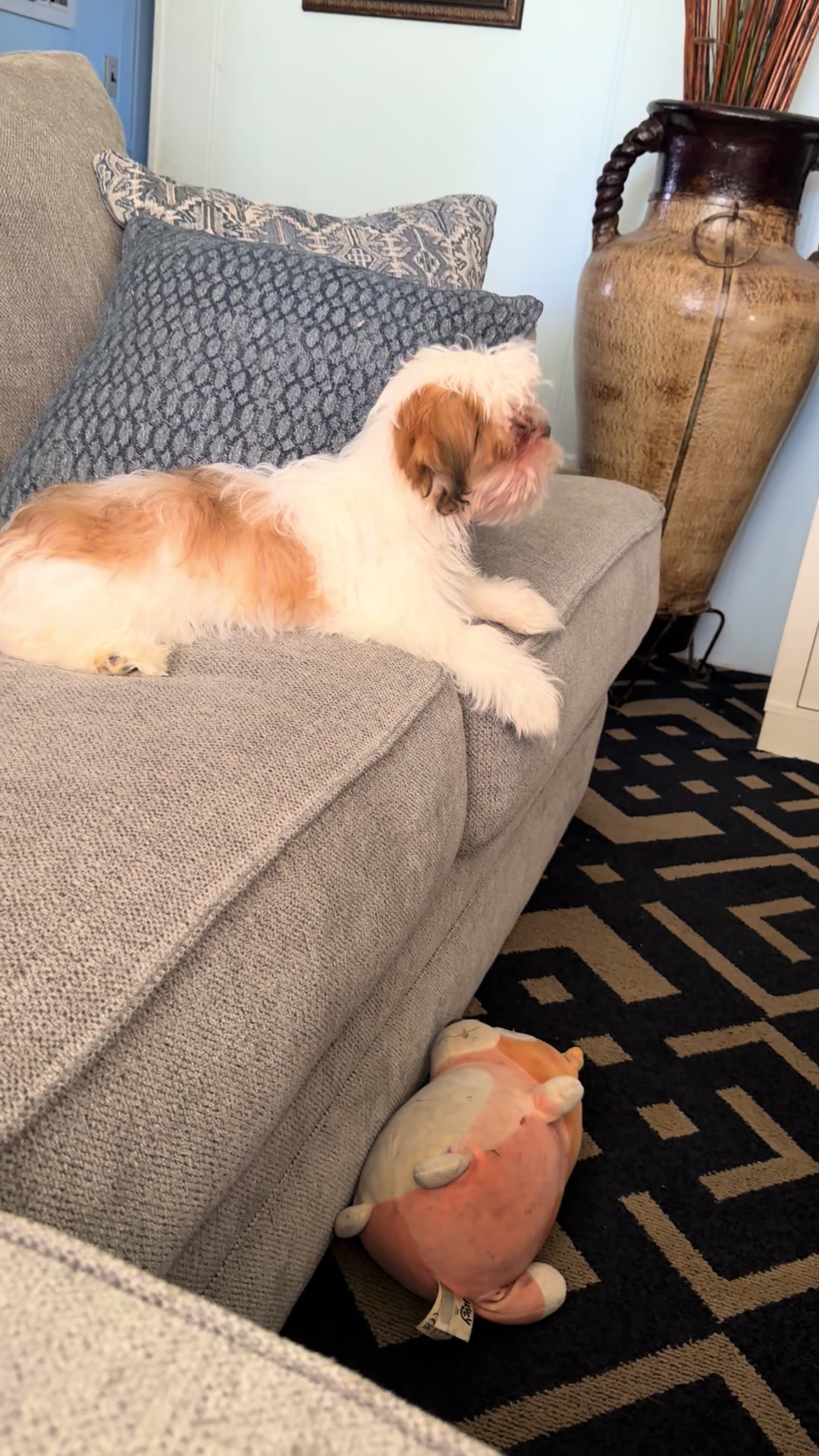 @Crisp&iacute;n_y_mia_shihtzu_puppies.
