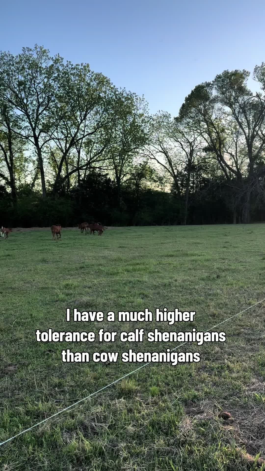 @Flat Rock Cattle Co
