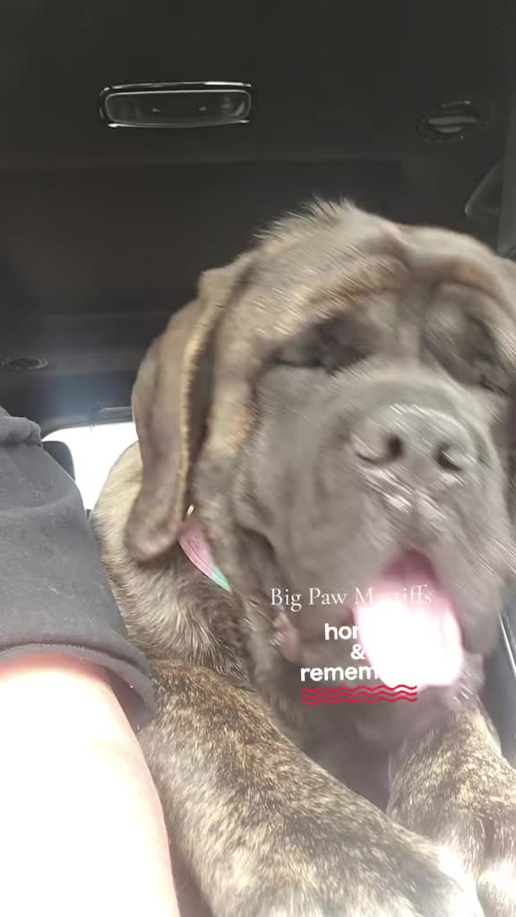 @Big Paw Mastiffs