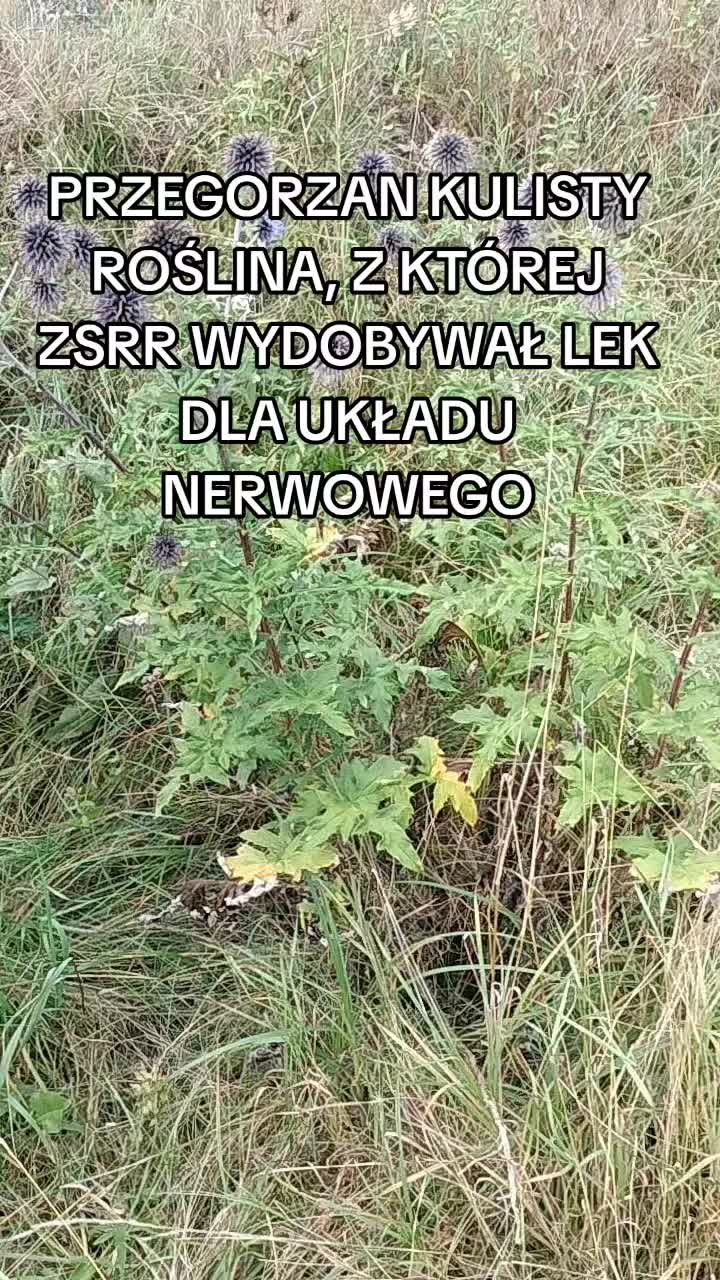 @Zielsko Szeptuchy