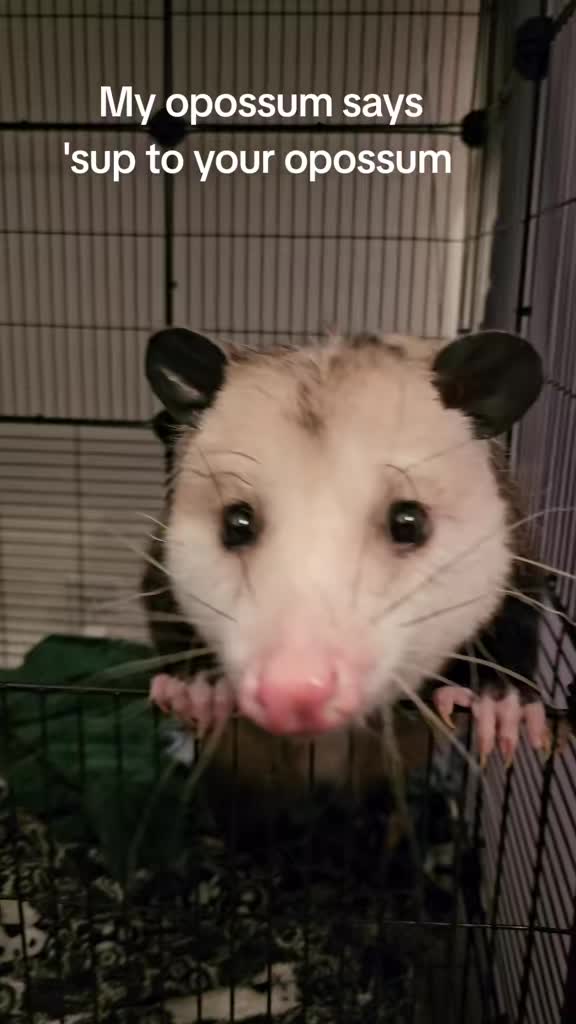 @OPOSSUM/DOG MOMMA Dea
