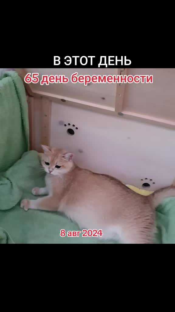 @LanaCats