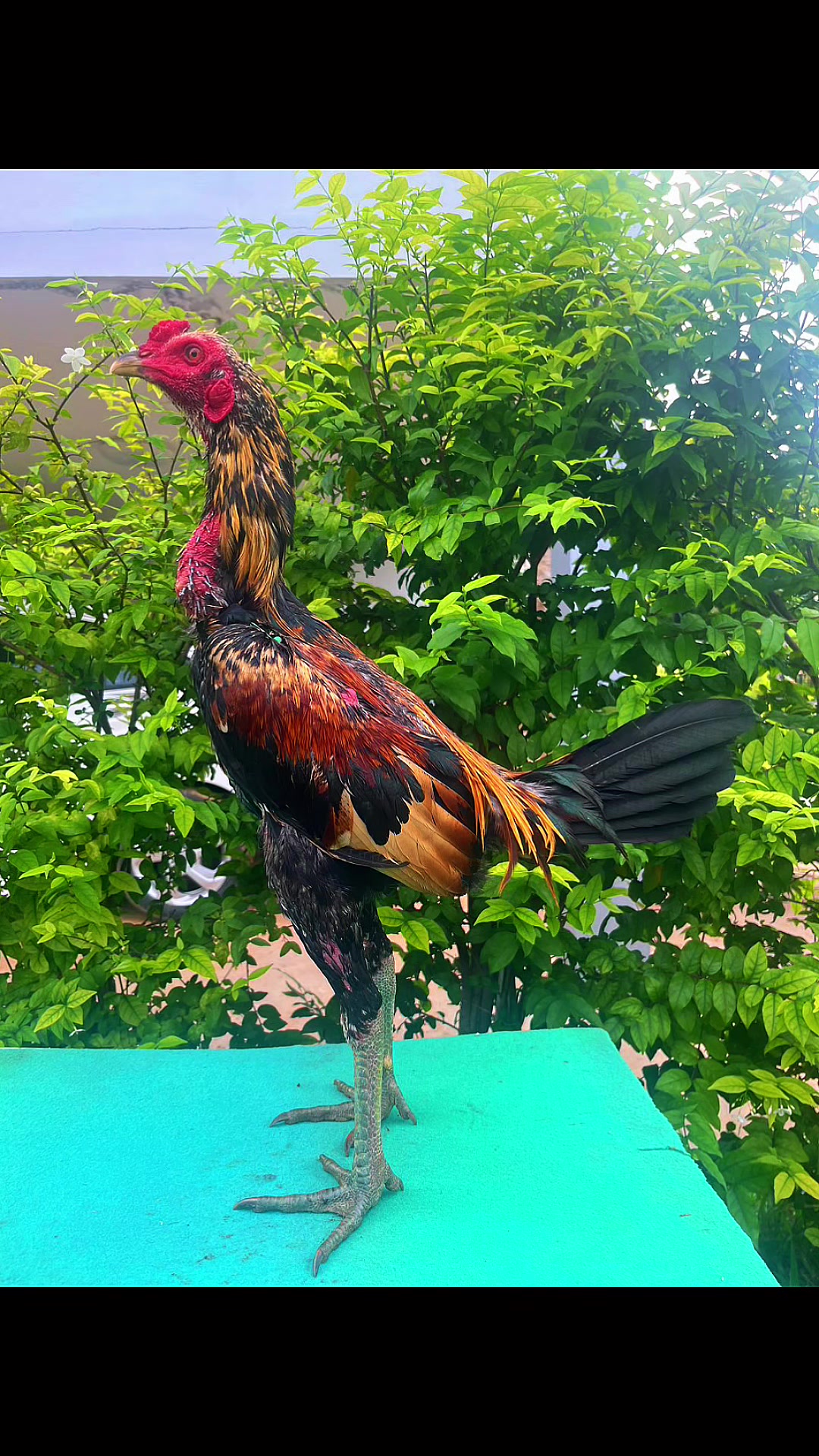 @karandeechoram