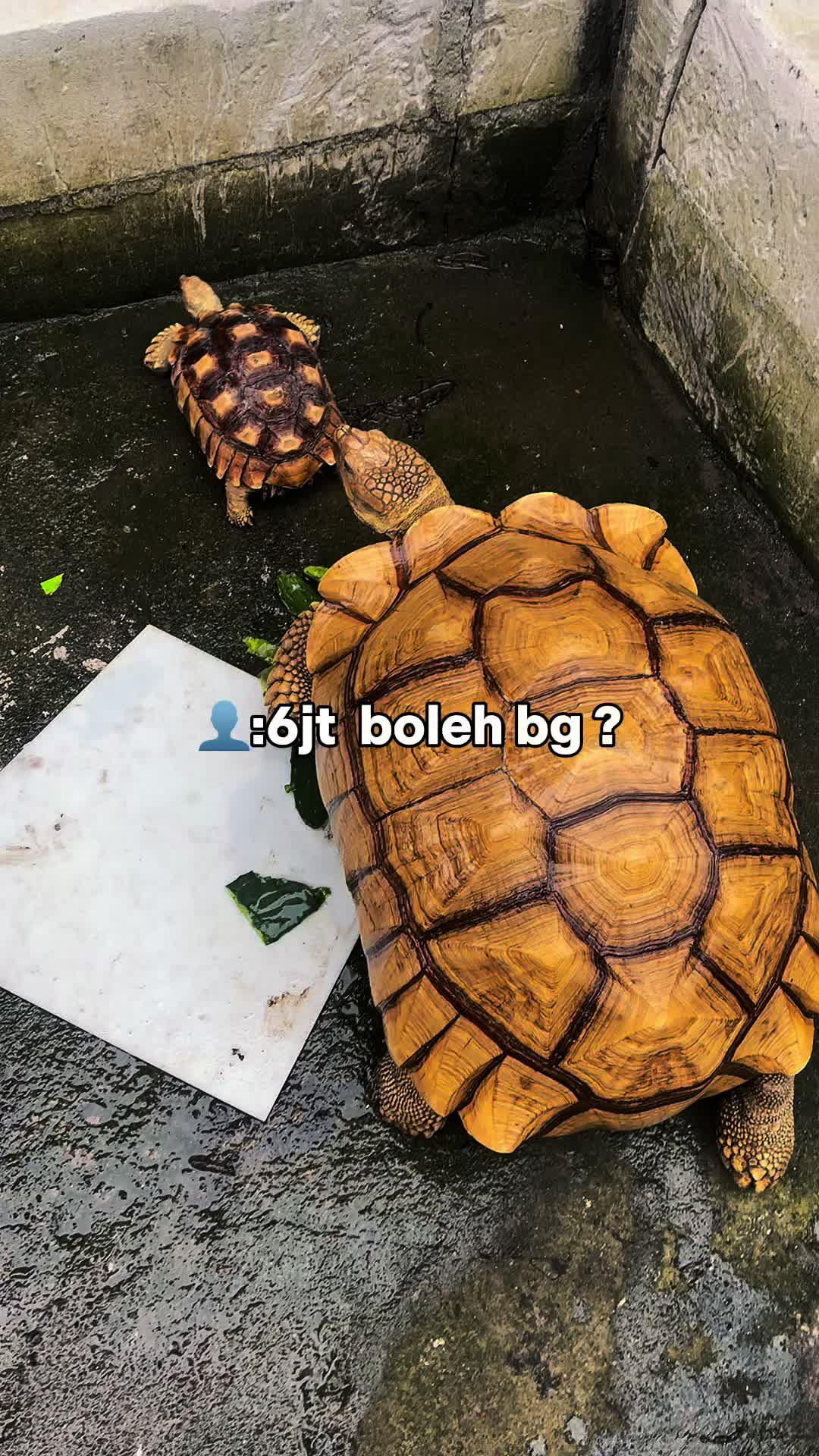 @Bakol kuro