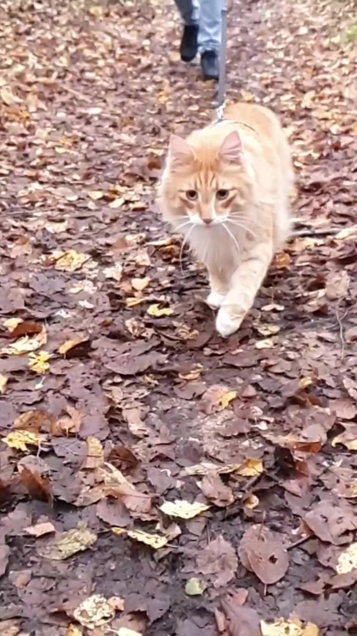 @Odintheforestcat