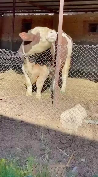 @ياسين بن زيتون
