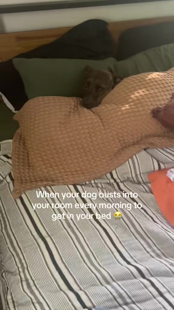 @hey_ashhole