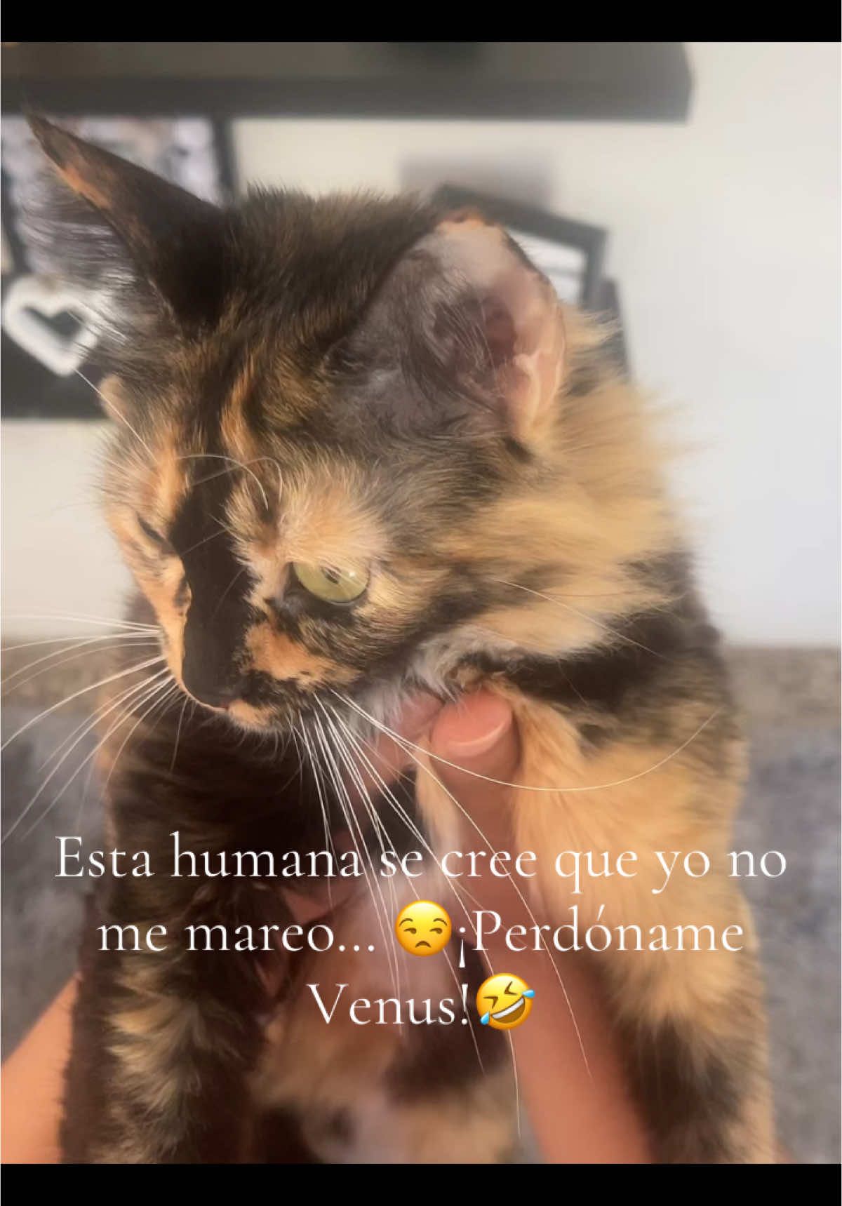 @✨•𝓥𝓮𝓷𝓾𝓼•✨🧿