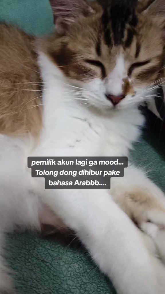 @cimba😺