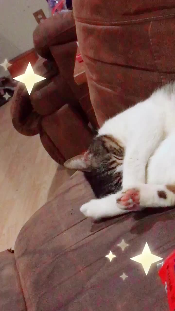 @KITTYLOVE ❤️