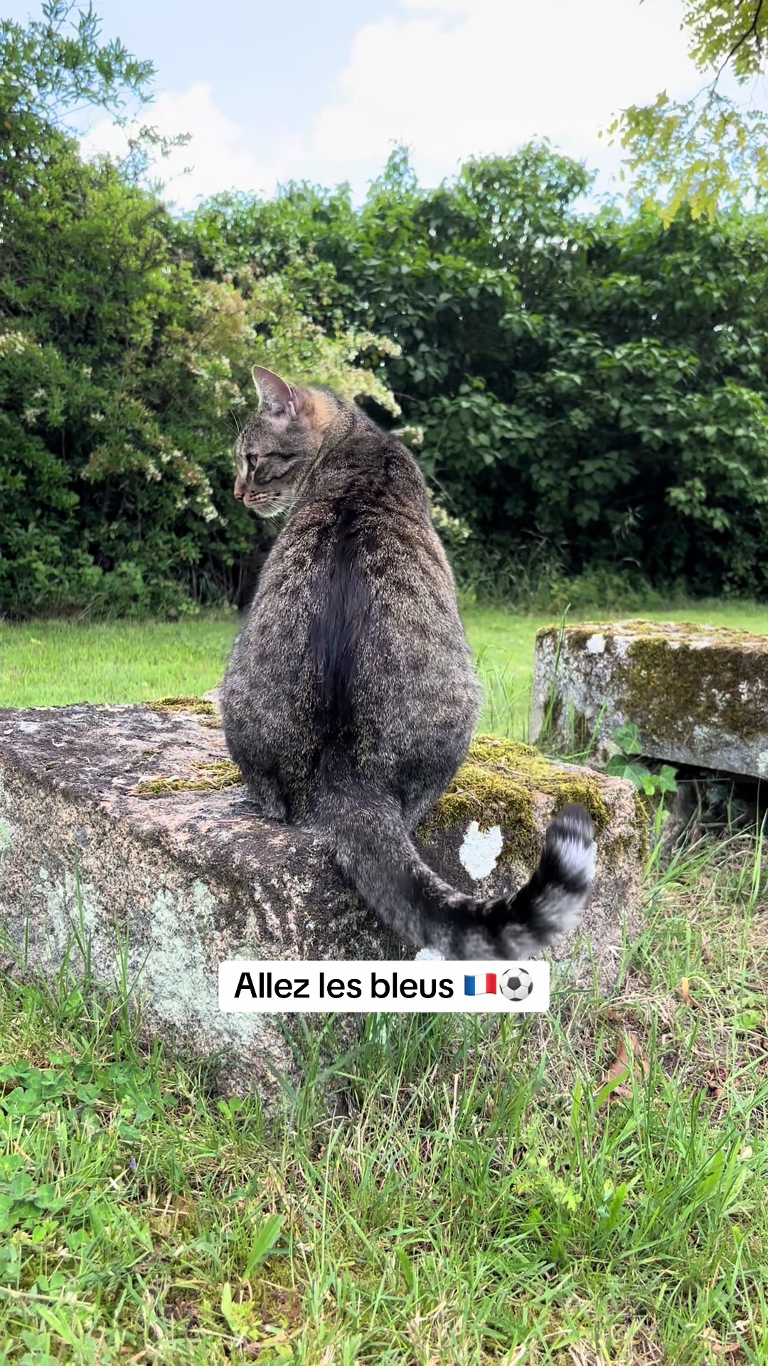@Bulle la chatte 🐈