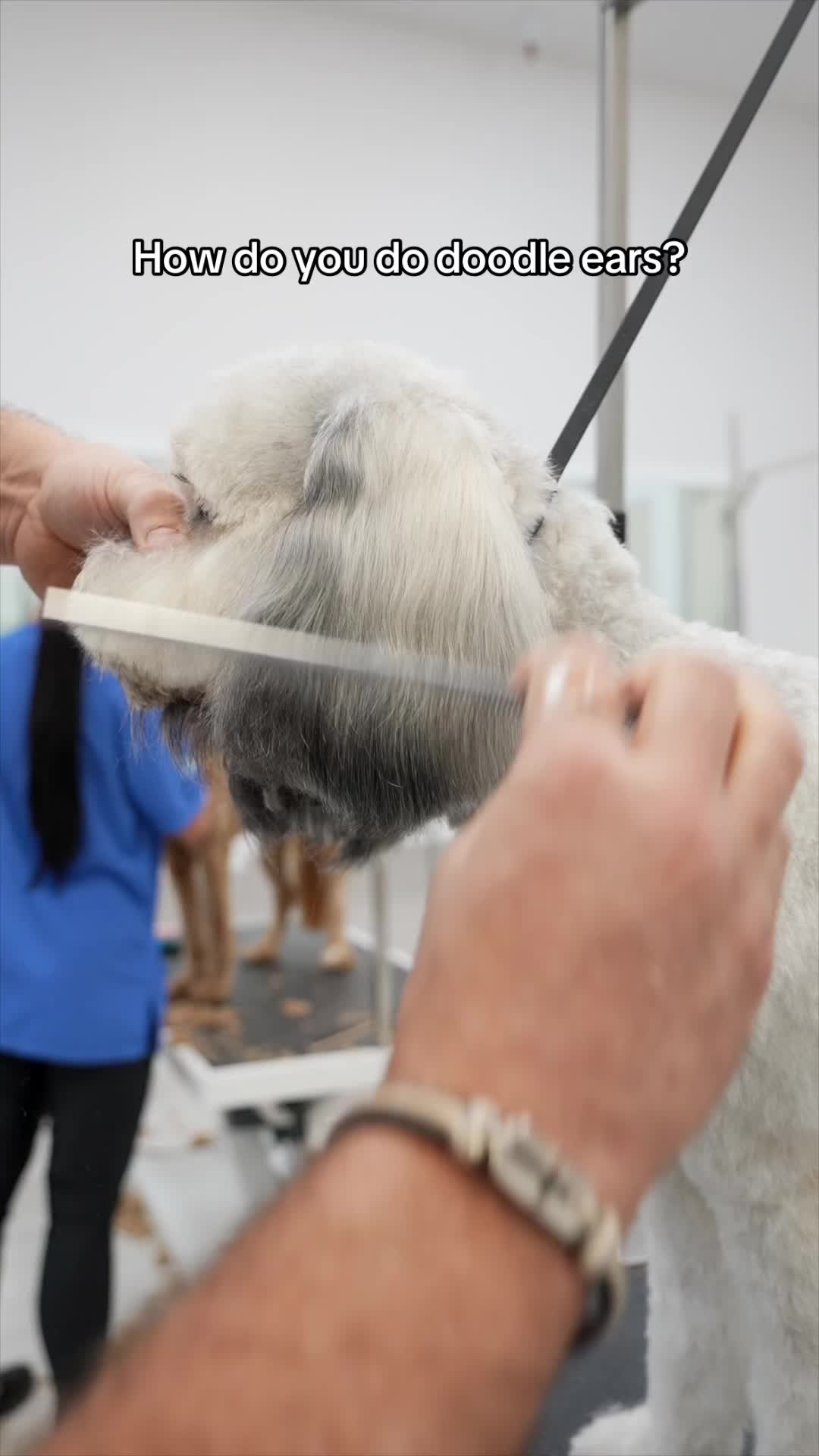 @NorCal Grooming Academy