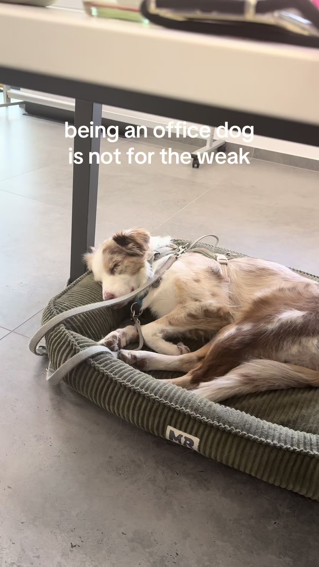 @Nele&Oakley🐶