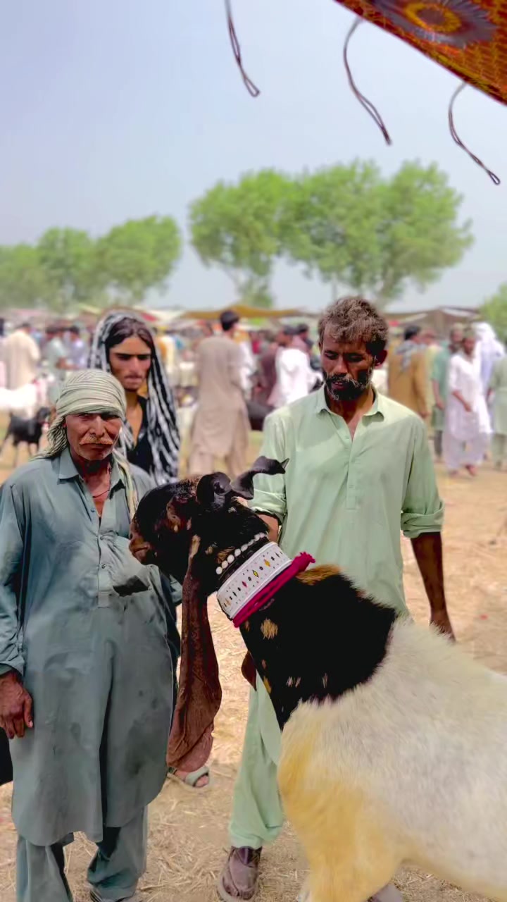 @✨.زاهد سولنگي واپاري. 🐐