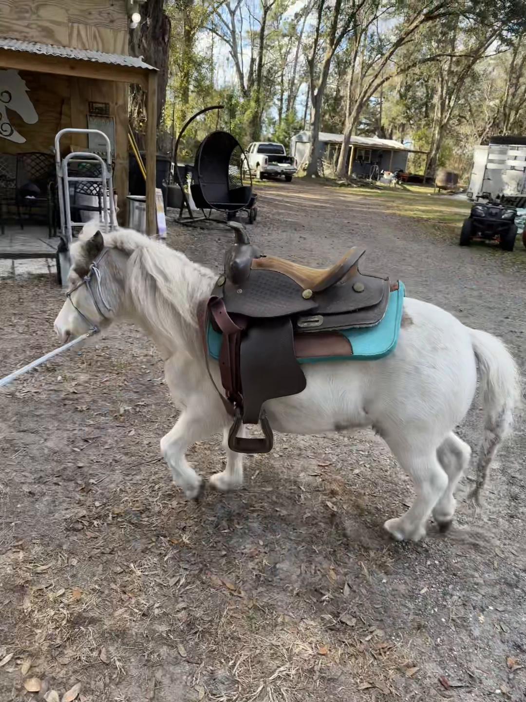 @Sugarfoot the Therapy Horse